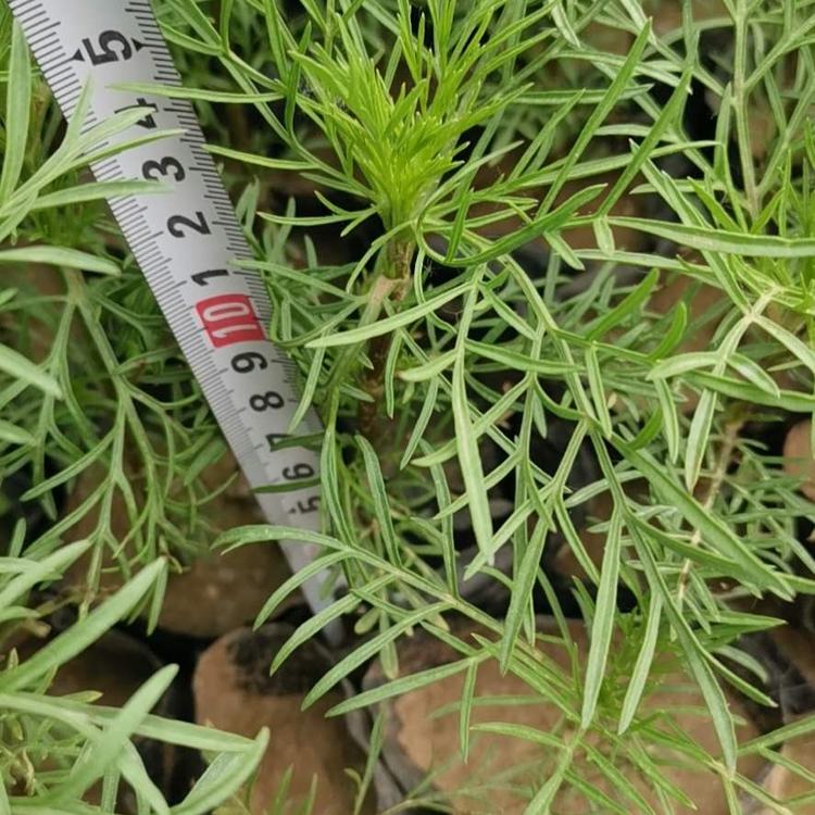 山西波斯菊 河北波斯菊价格 山东波斯菊种植基地