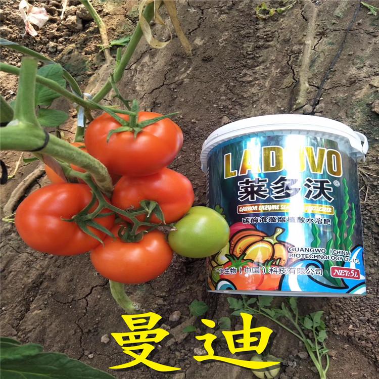 曼迪系列西红柿种子  番茄种苗供应商  耐热好  旭冉农业大量有货