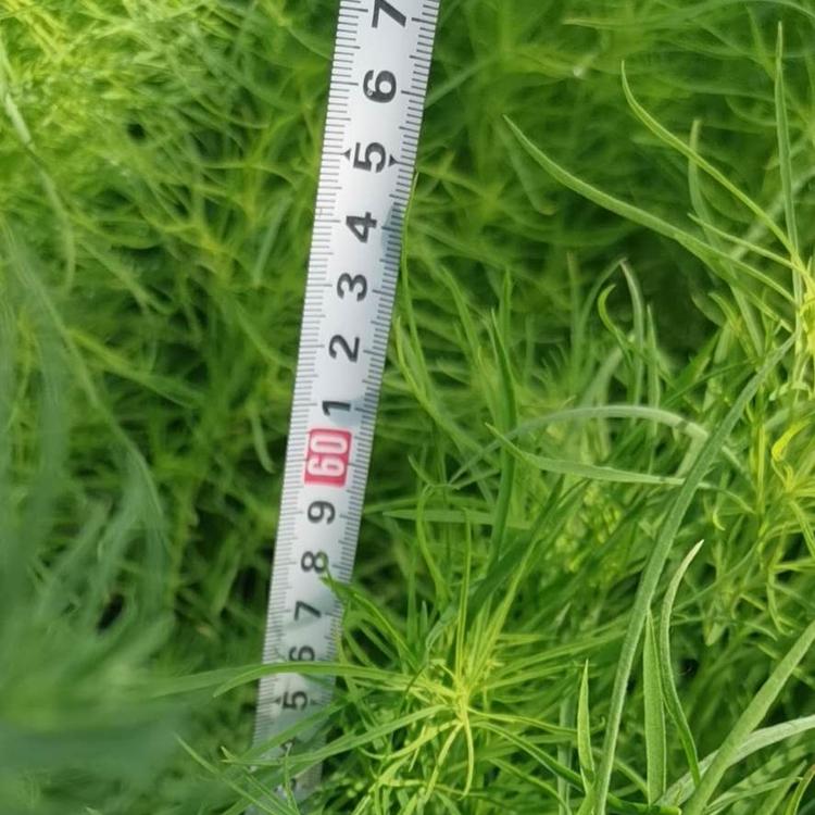 新行情：地肤报价 山东地肤出售 地肤种植基地