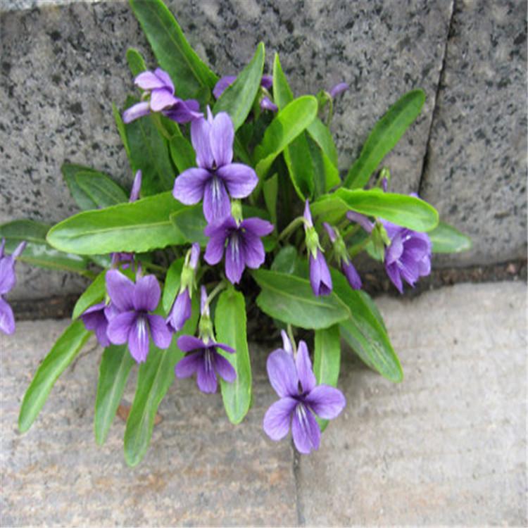 紫花地丁价格 紫花地丁小苗批发 宿根花卉种植基地 欢迎实地考察