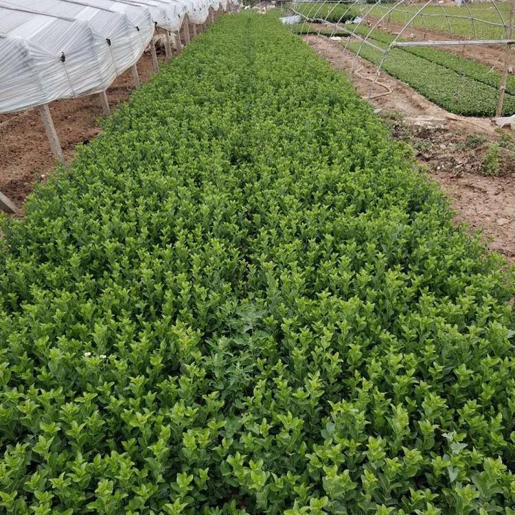 卫矛苗 现货供应卫矛 卫矛批发
