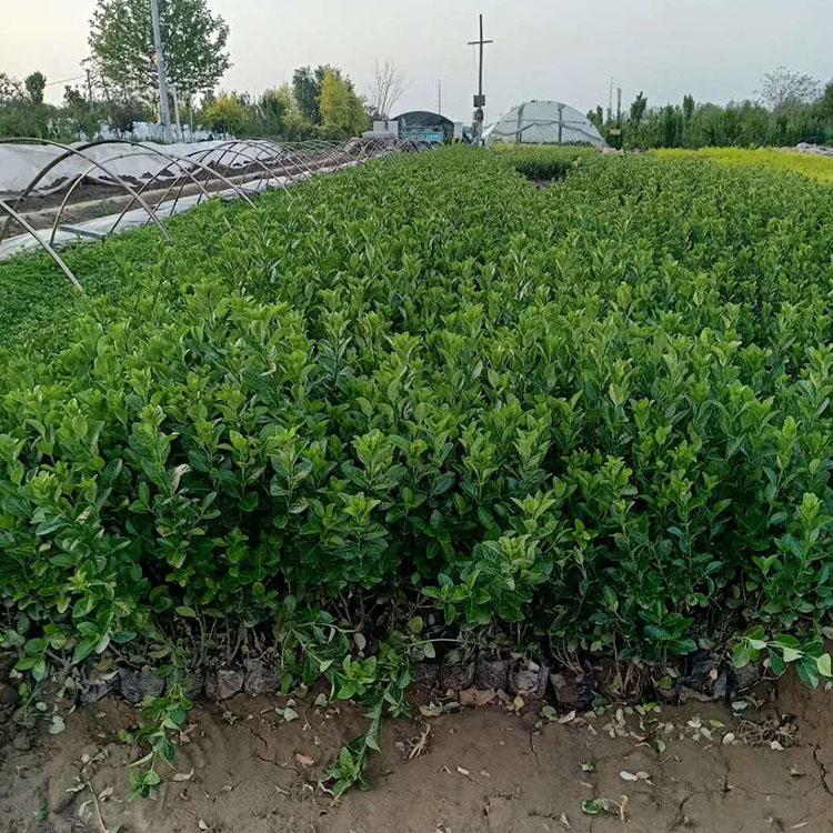 卫矛苗 苗木基地批售卫矛 卫矛基地