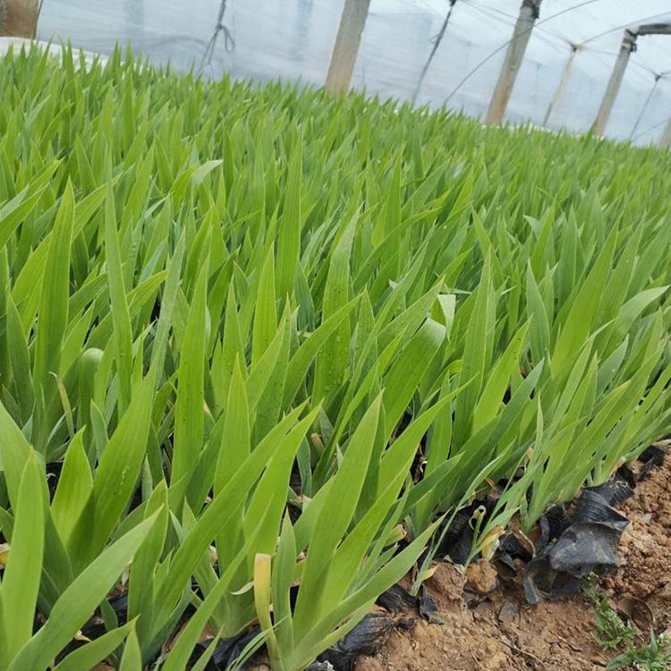 蓝花鸢尾种植基地 大量现货供应蓝花鸢尾苗