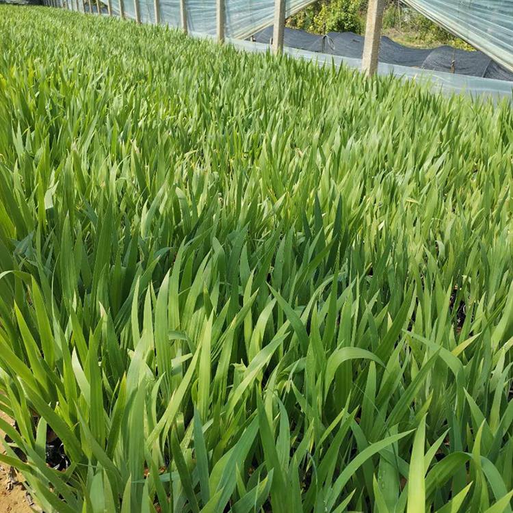 蓝花鸢尾种植基地 大量现货供应常绿鸢尾