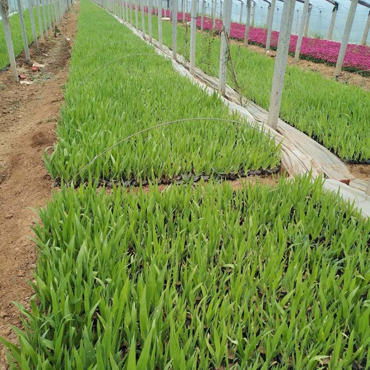 蓝花鸢尾种植基地 批售蓝花鸢尾苗