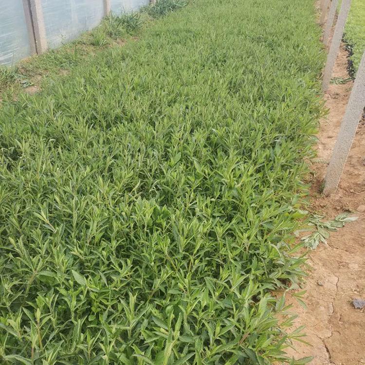 马鞭草基地 马鞭草小苗 青州马鞭草