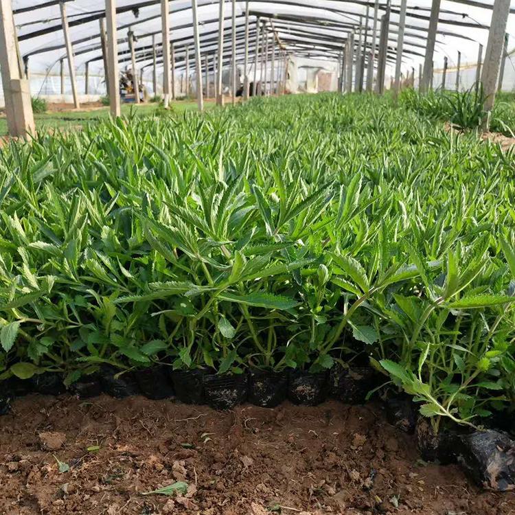 马鞭草种植基地 马鞭草小苗 青州马鞭草