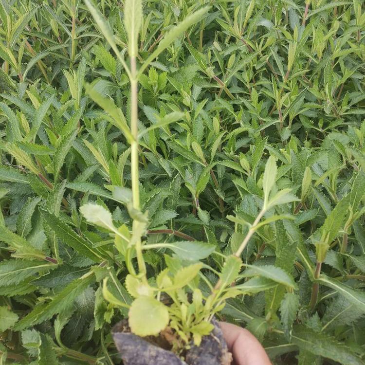 马鞭草批发报价 马鞭草小苗 苗圃直供马鞭草