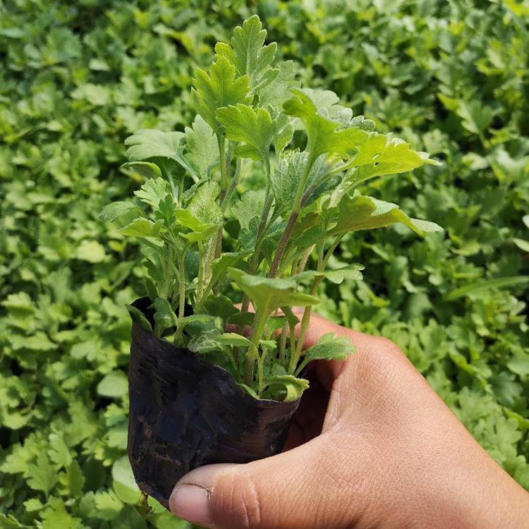 基地批售地被菊  地被菊小苗 地被菊批发价格 现货供应地被菊苗