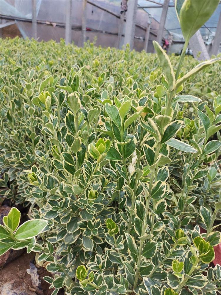多规格金边黄杨价格 基地出售金边黄杨 金边黄杨价格