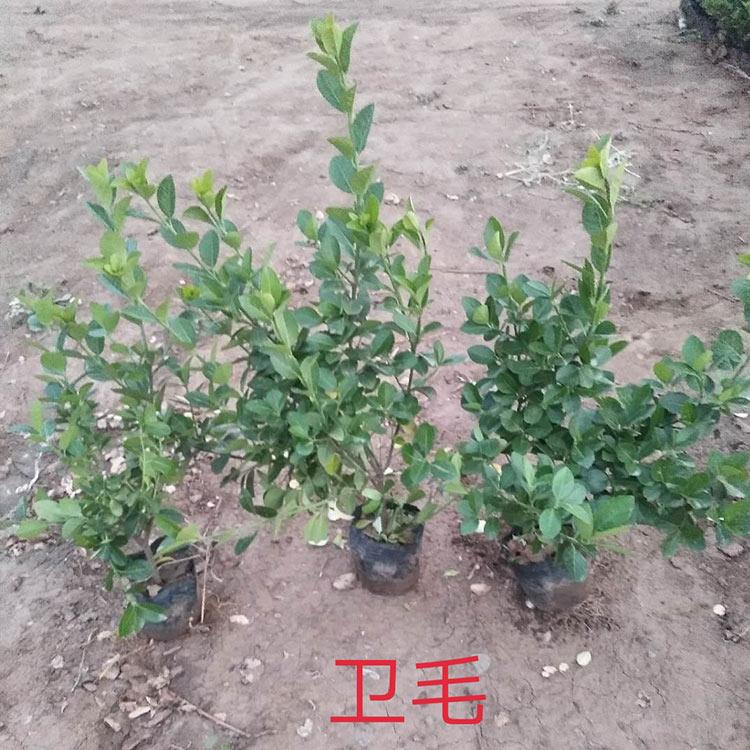基地直销 卫矛树苗 山东卫矛树苗