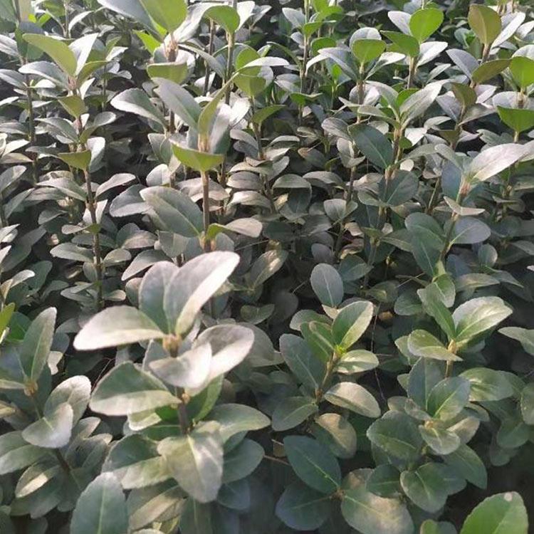 卫矛地栽苗 大量供应 卫矛地栽苗种植基地