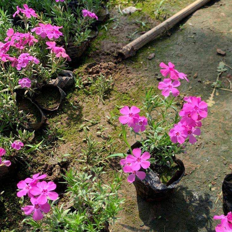 批发供应福禄考  丛生福禄考种植培育基地    花海用苗