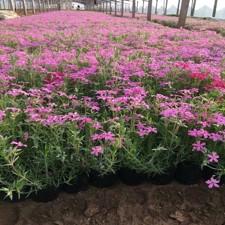 苗圃供应现货 福禄考小苗 青州宿根草花供应商 宿根福禄考批发