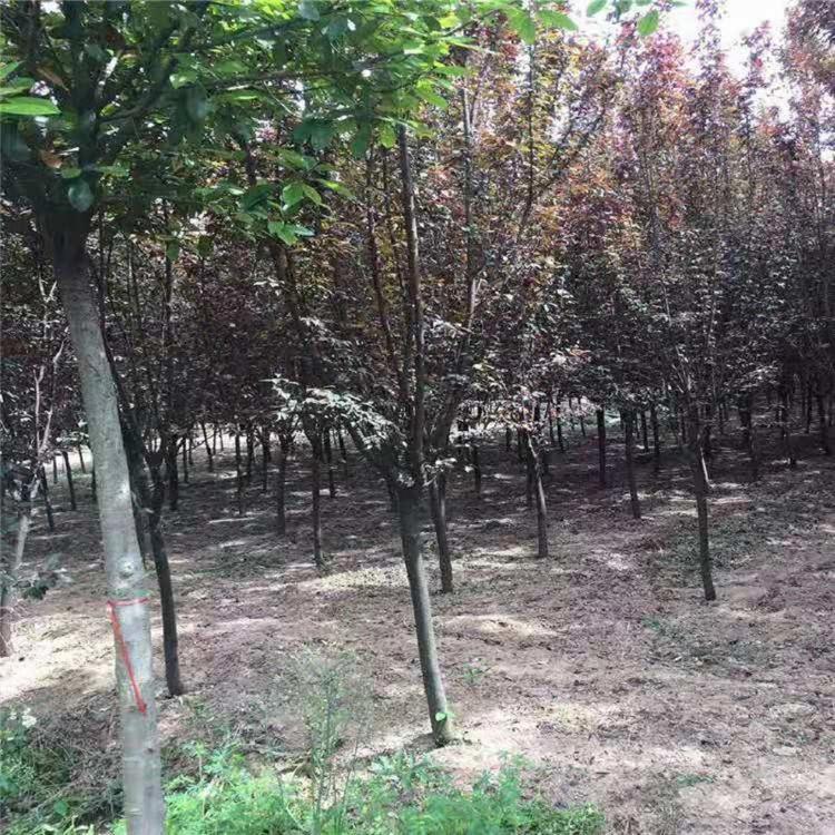 紫叶李种植基地 紫叶李价格 优良紫叶李