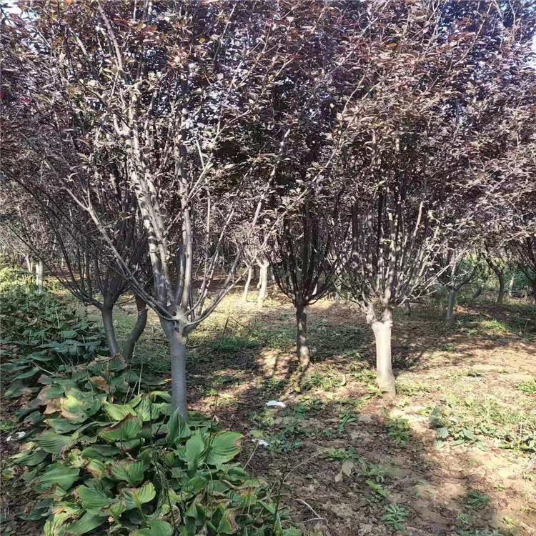 紫叶李种植基地 紫叶李批发价格 紫叶李苗木