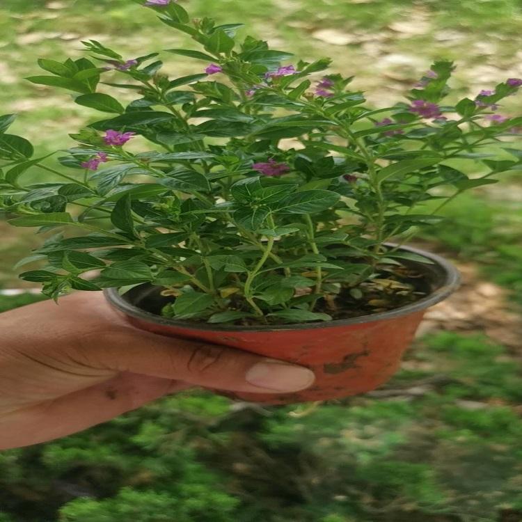 满天星 满天星价格