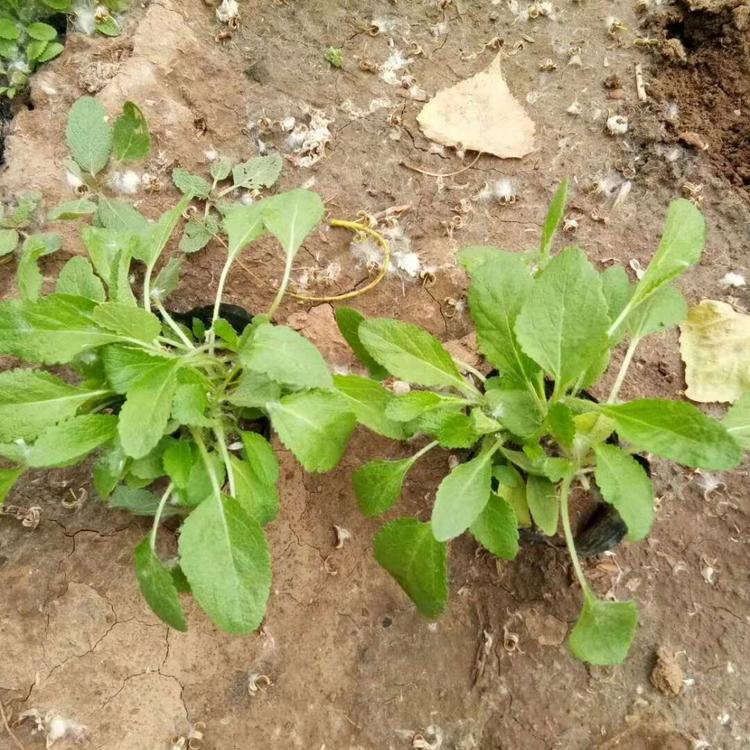 优质地被鼠尾草优质宿根鼠尾草批发基地地被鼠尾草价格供应地被鼠尾草小苗报价