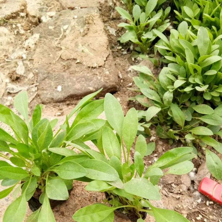 优质地被鼠尾草地被鼠尾草批发基地优质地被鼠尾草地被鼠尾草批发基地
