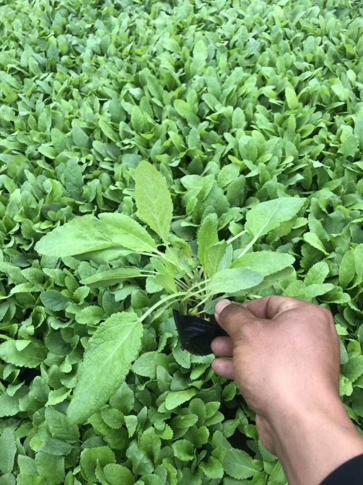 ###地被鼠尾草0.11地被鼠尾草小苗报价0.11地被鼠尾草批发价格0.11