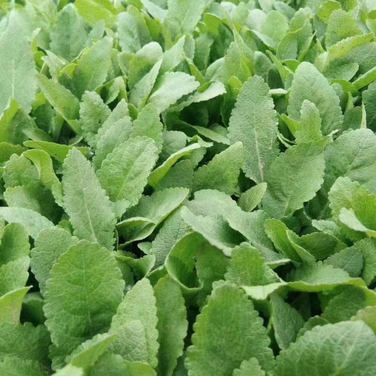 优质宿根鼠尾草批发基地优质地被鼠尾草地被鼠尾草小苗报价地被鼠尾草批发价格