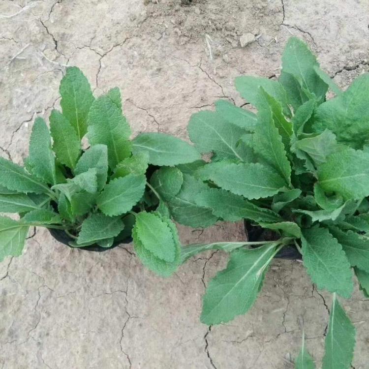 地被鼠尾草批发基地优质地被鼠尾草地被鼠尾草批发基地优质地被鼠尾草