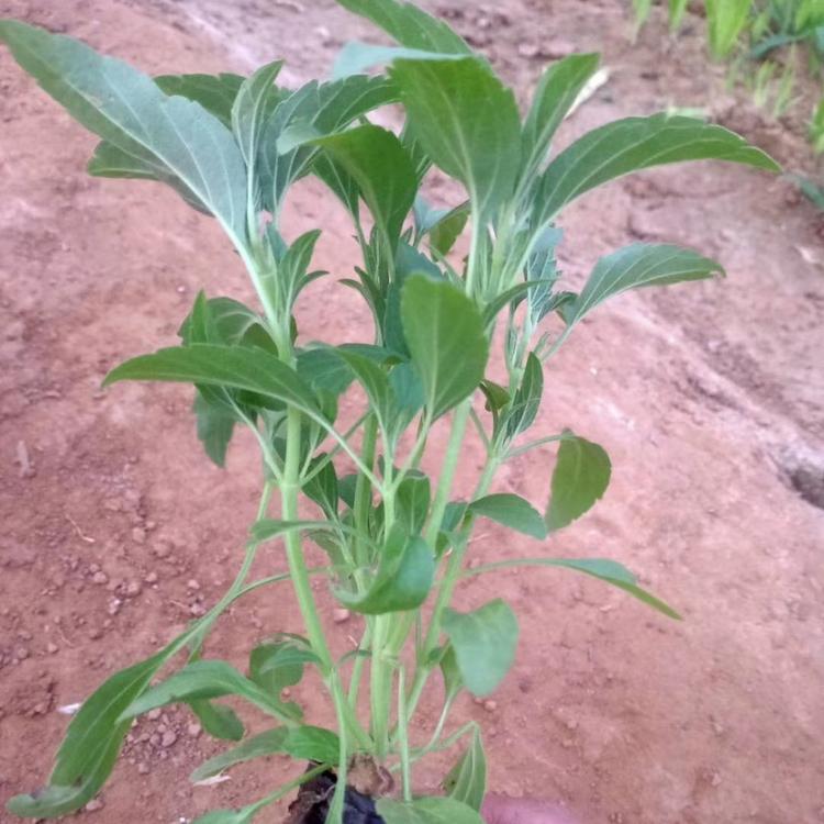 兰花鼠尾草种植基地  兰花鼠尾草小苗  鼠尾草报价  鼠尾草批发 量大从优