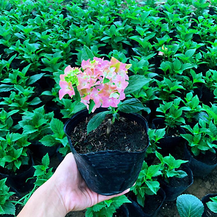 绣球  绣球花   同丰基地批发绣球