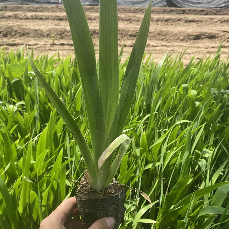 鸢尾  现货供应鸢尾 鸢尾价格 鸢尾种植基地