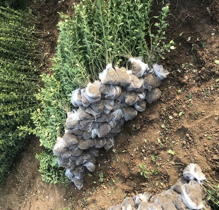 绿化用大叶黄杨 大叶黄杨种植基地 质量好