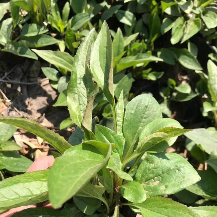 北京松果菊价格  松果菊价格