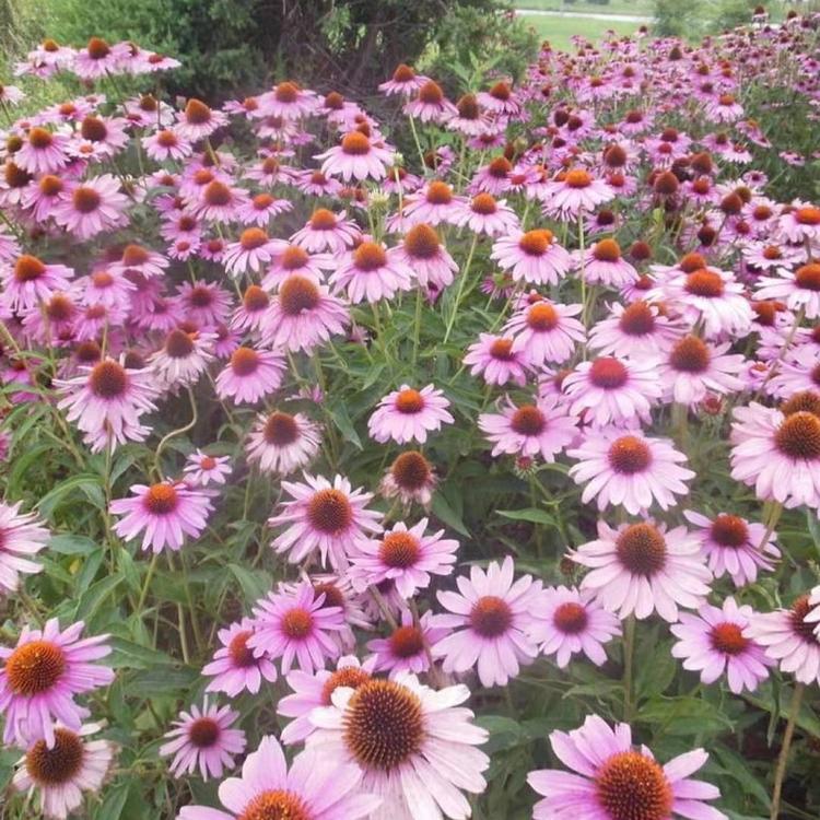 山西松果菊多少钱  松果菊多少钱