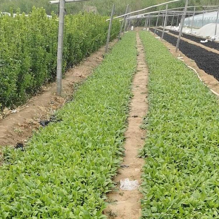 安徽松果菊工程苗批发  松果菊工程苗批发
