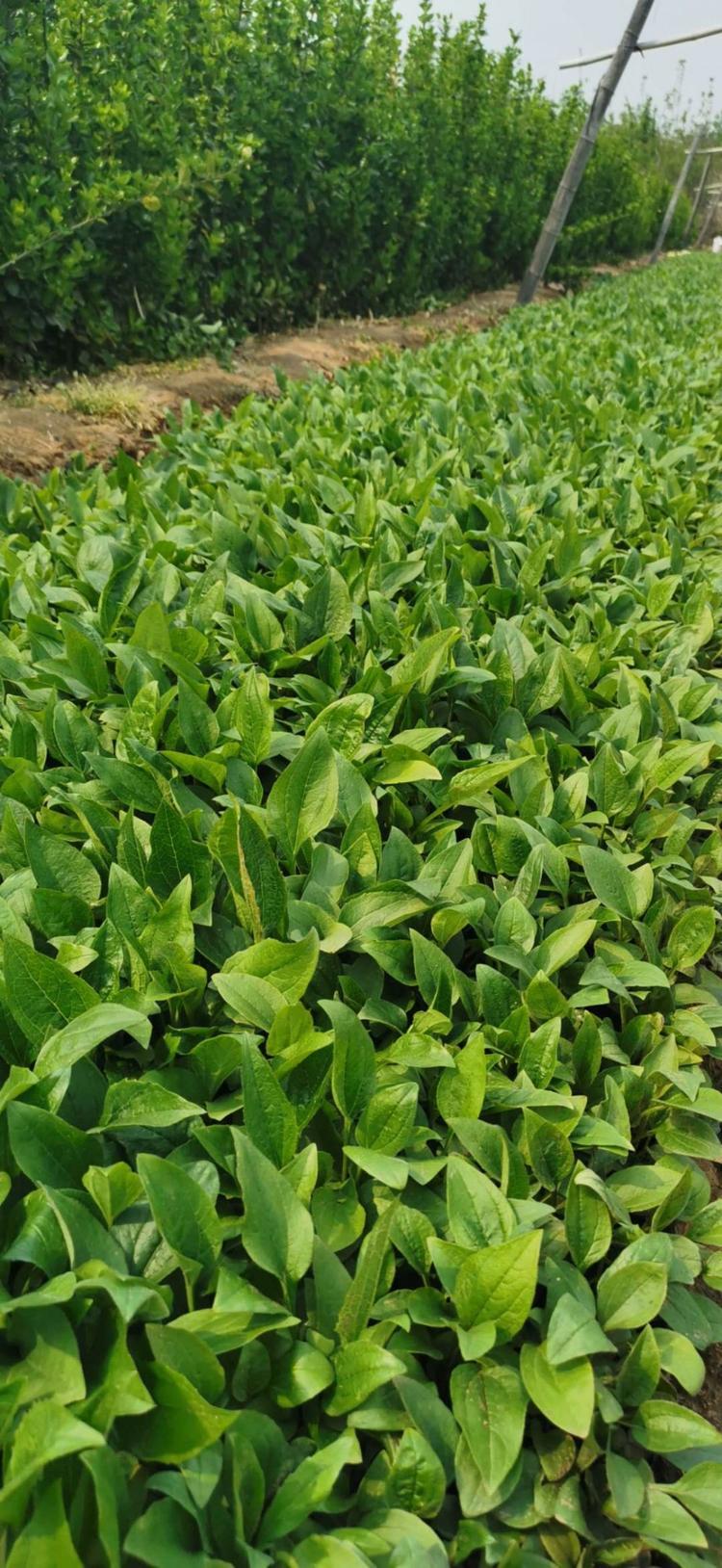 浙江松果菊工程苗价格  松果菊工程苗价格