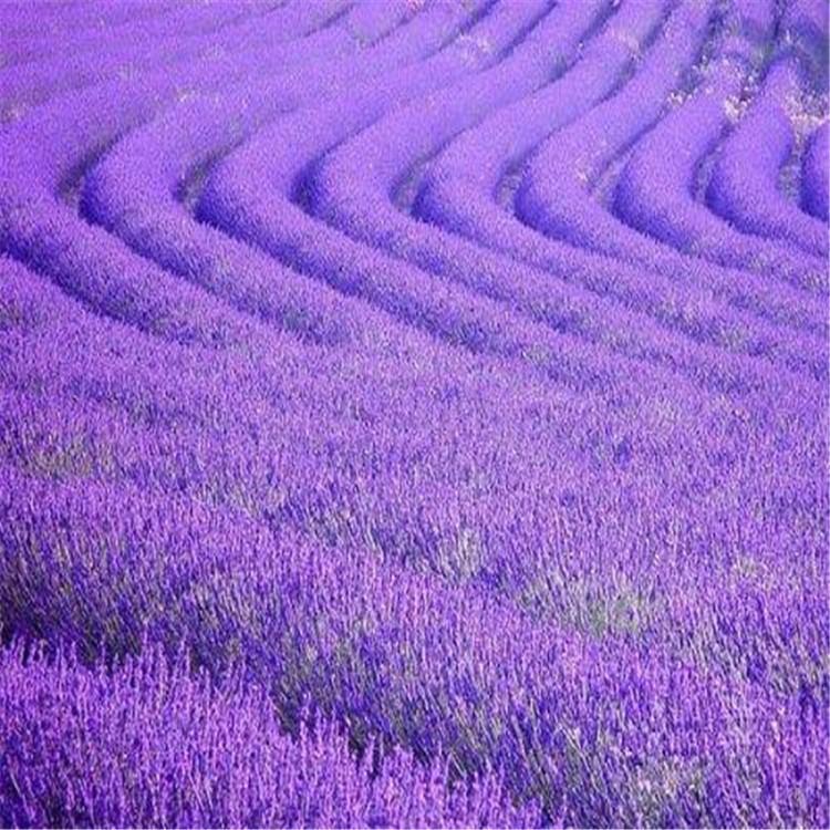 苗圃供应 地被薰衣草 山东地被薰衣草销售