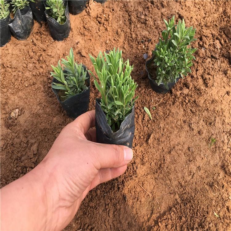 薰衣草花海 地被薰衣草 山东地被薰衣草销售