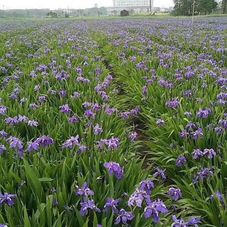 蓝花鸢尾苗价格 苗圃供应 德国鸢尾苗
