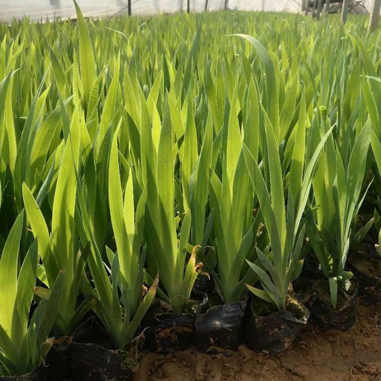 水生鸢尾报价 山东水生植物 水生鸢尾