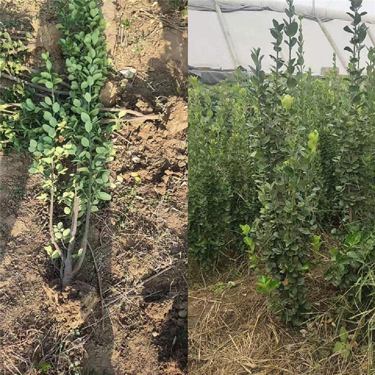 黄杨树苗批发 禹阳绿化苗木 青州黄杨种植基地