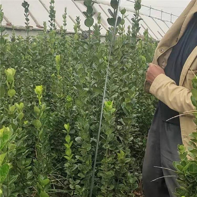 北海道黄杨供应商 苗圃基地批发 青州黄杨