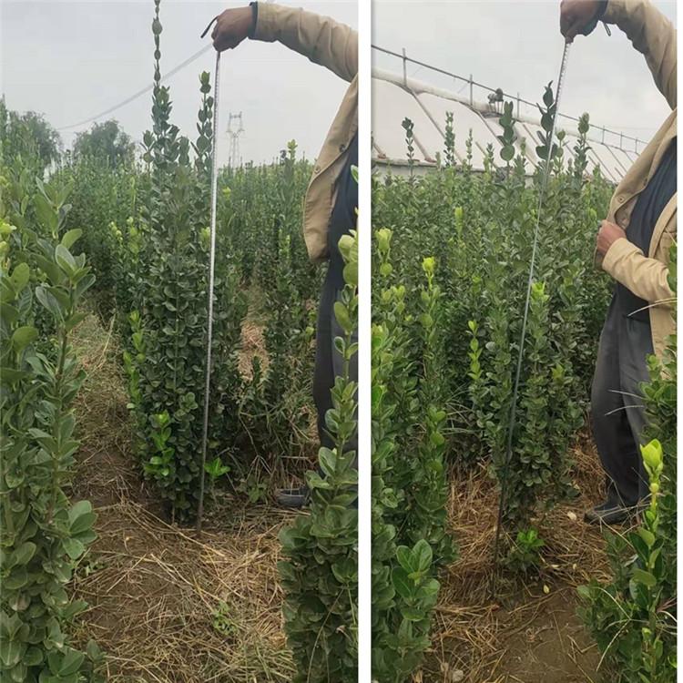 黄杨种植基地 禹阳花卉苗木 山东黄杨批发