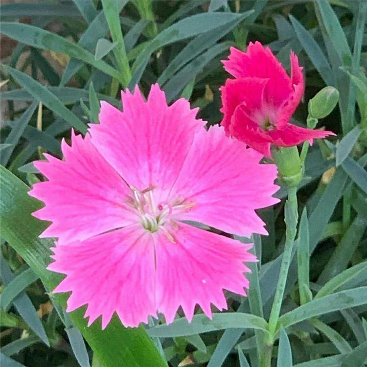 矮牵牛花 牵牛花苗价格 矮喇叭花 牵牛花小苗