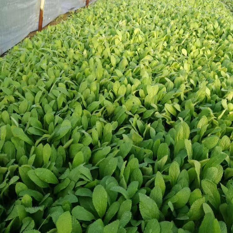 现货供应 鼠尾草 鼠尾草报价 山东鼠尾草