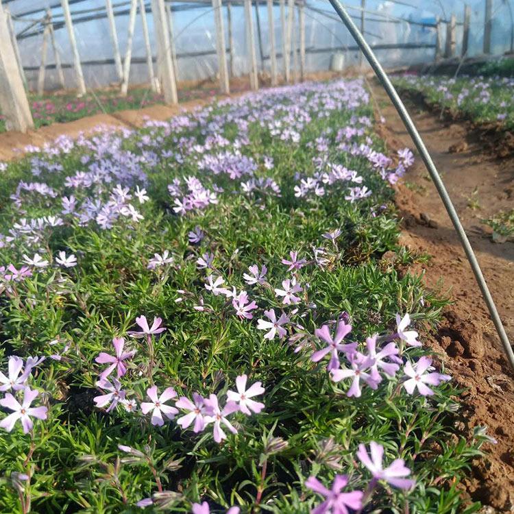 芝樱 青州铭秀大量供应 芝樱苗 芝樱花海