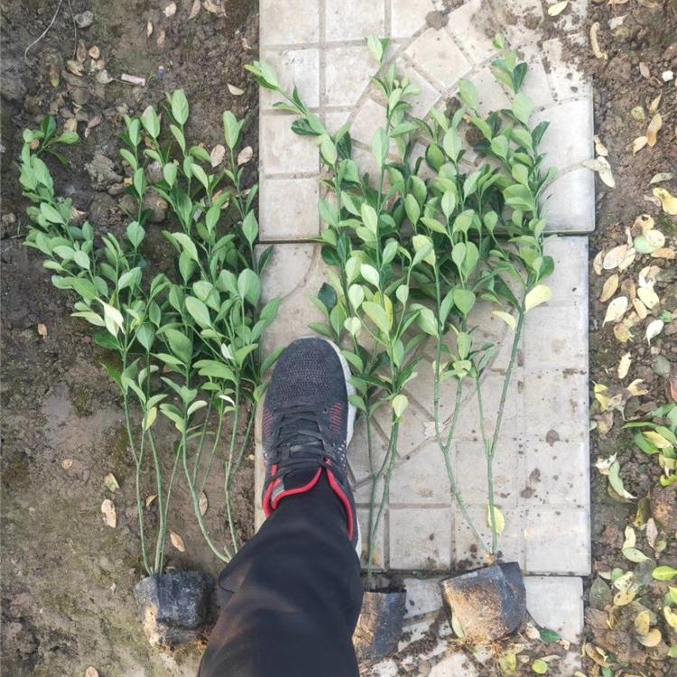 大叶黄杨批发 绿化苗木大叶黄杨基地