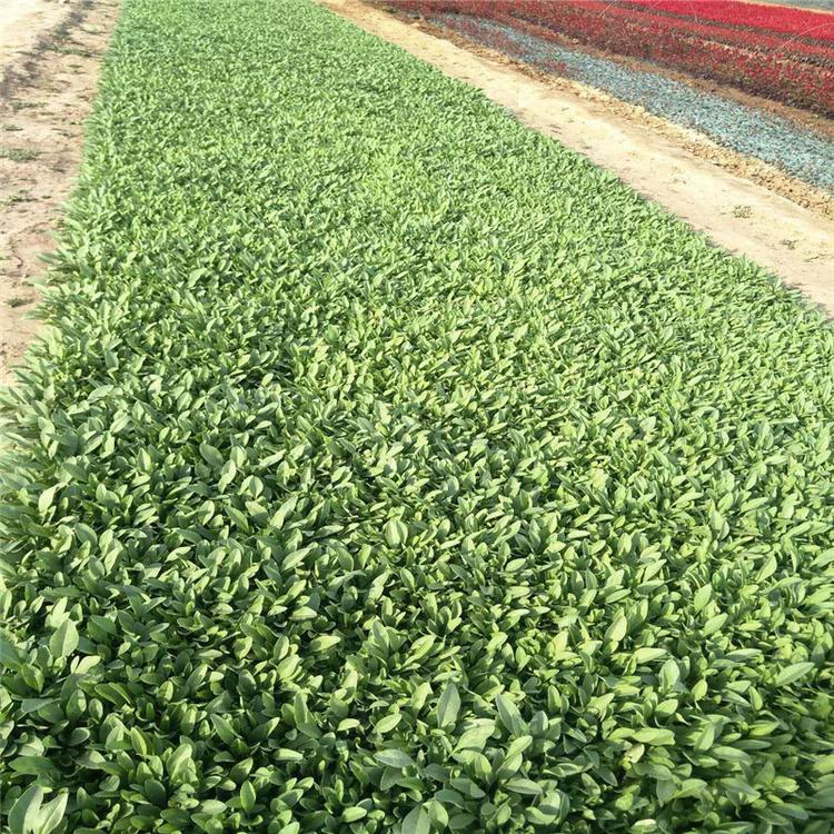 金鸡菊种苗 金鸡菊批发 花卉基地