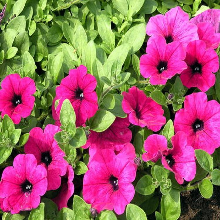 量大从优  矮牵牛种植基地 矮牵牛批发商  小精灵农业