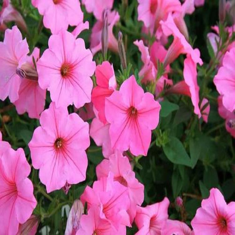 苗圃直供 矮牵牛出售  牵牛花培育基地 小精灵农业