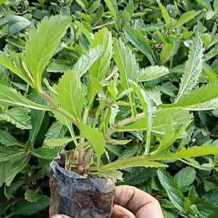 柳叶马鞭草 直销马鞭草小苗 马鞭草花海