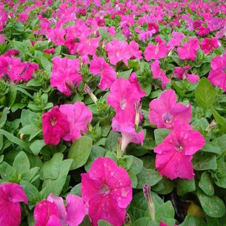 小精灵农业 矮牵牛销售商  牵牛花批发商